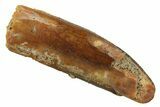 Fossil Sauropod Dinosaur (Titanosaur) Tooth - Morocco #298714-1
